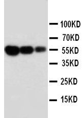 Fas Antibody