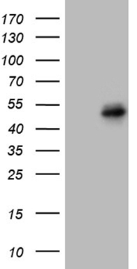 FSCN1 Antibody