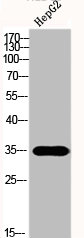 FASLG Antibody