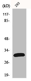FASLG Antibody