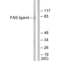 FASLG Antibody