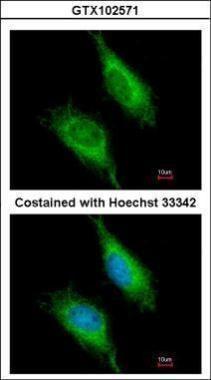 Fas activated serine/threonine kinase Antibody