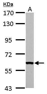 Fas activated serine/threonine kinase Antibody