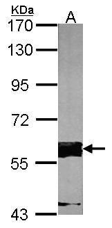 Fas activated serine/threonine kinase Antibody