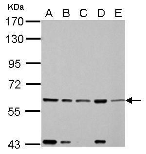 Fas activated serine/threonine kinase Antibody