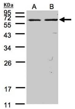 FAST antibody