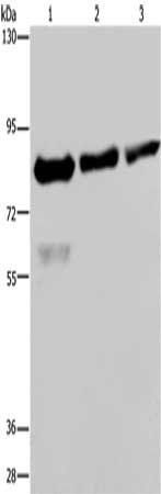 FASTKD2 antibody