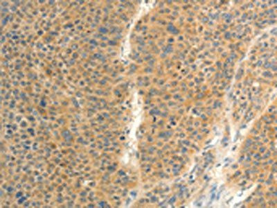 FAT3 Antibody