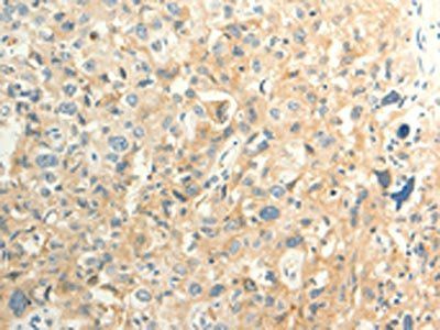 FAT3 Antibody