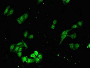 FAT3 Antibody