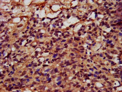 FATE1 Antibody