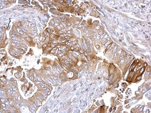 Fatty Acid Synthase antibody [N1], N-term
