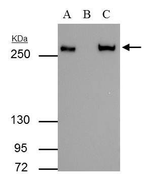 Fatty Acid Synthase antibody