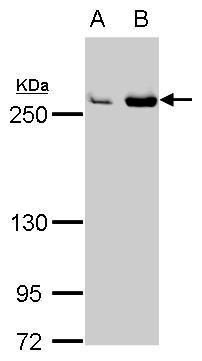 Fatty Acid Synthase antibody [N1], N-term