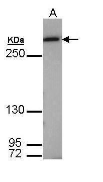 Fatty Acid Synthase antibody [N1], N-term