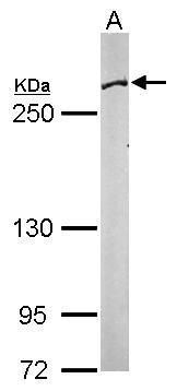 Fatty Acid Synthase antibody [N1], N-term