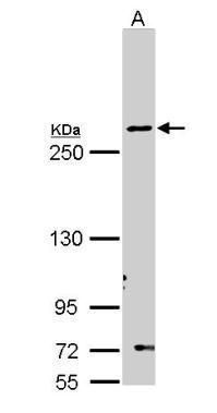 Fatty Acid Synthase antibody [N1N2], N-term