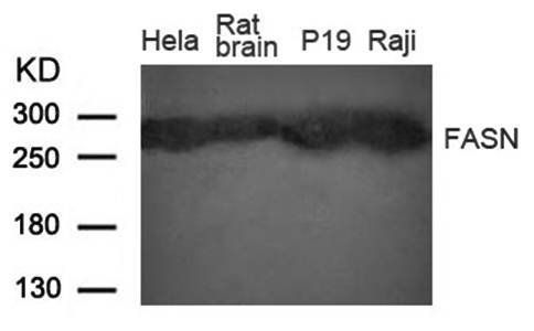 Fatty Acid Synthase(FASN) Rabbit Polyclonal Antibody