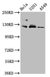 FBLN2 antibody