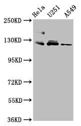 FBLN2 Antibody