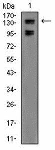 FBXL10 Antibody