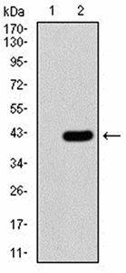 FBXL10 Antibody