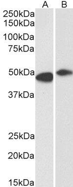 Goat anti-FBL2 / FBXL2 Antibody