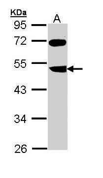 F-box and leucine rich repeat protein 3 Antibody