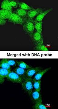 FBXL3 antibody