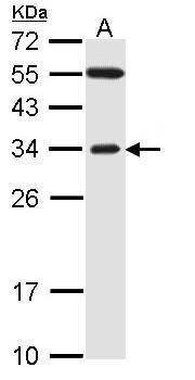 FBXO2 antibody