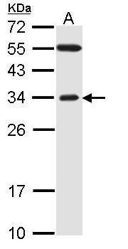 FBXO2 antibody [C2C3], C-term
