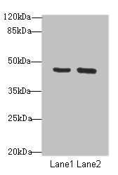 FBXO25 Antibody
