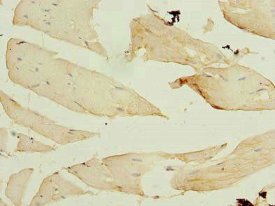 FBXO30 Antibody