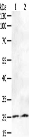 FBXO32 antibody