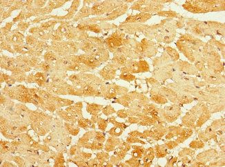 FBXO4 Antibody