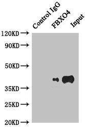 FBXO4 Antibody