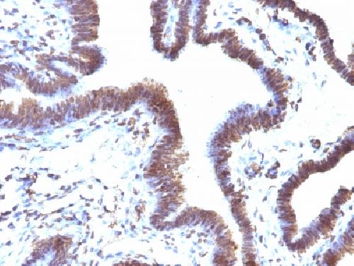 EMI1 (Early Mitotic Inhibitor-1) Antibody