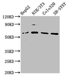 FBXW11 Antibody