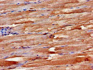 FBXW2 Antibody