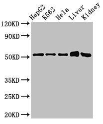 FBXW2 antibody