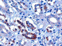 Goat anti-FBXW2 Antibody