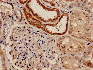 FBXW7 Antibody