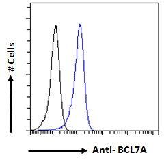 Goat anti-BCL7A Antibody