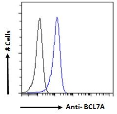 BCL7A antibody