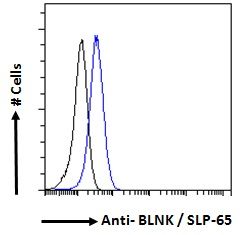 BLNK antibody