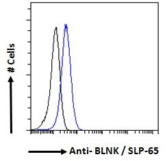 Goat anti-BLNK / SLP-65 Antibody