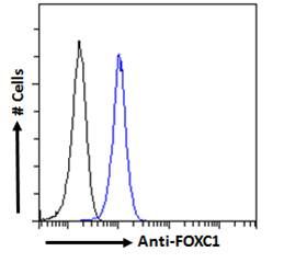 Goat anti-FOXC1 (C Term) Antibody