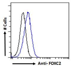 FOXC2 antibody
