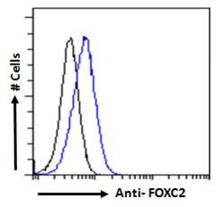 Goat anti-FOXC2 Antibody