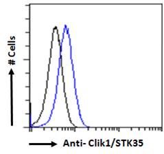 Goat anti-Clik1 / STK35 Antibody